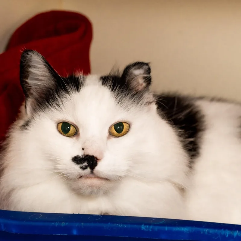 An adult medium-sized female Domestic Long Hair cat named Princess Peach for adoption in Victor, NY