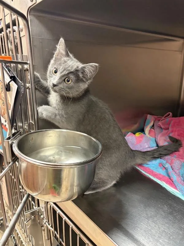 A baby small-sized female Domestic Short Hair cat named Minerva for adoption in Great Falls, MT