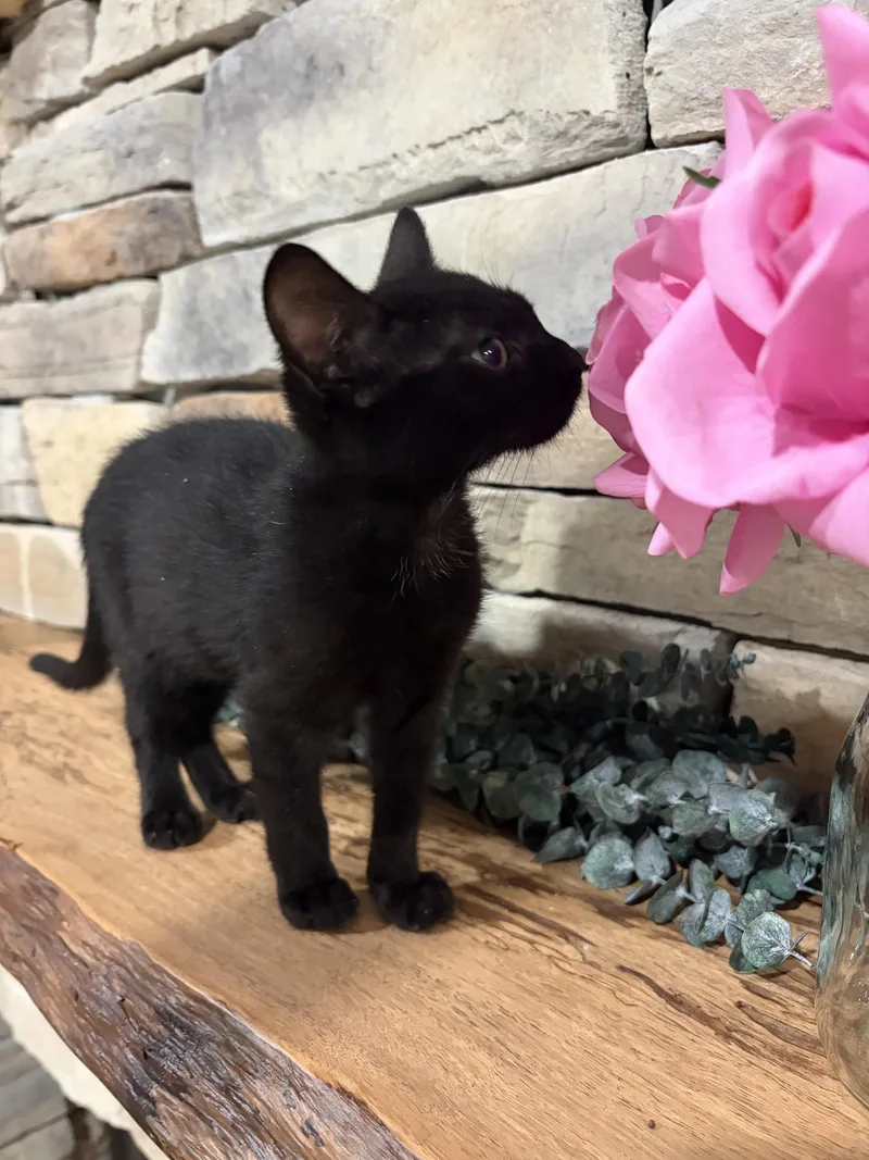 A baby medium-sized male Black Domestic Short Hair cat named Pepper for adoption in Orlando, FL