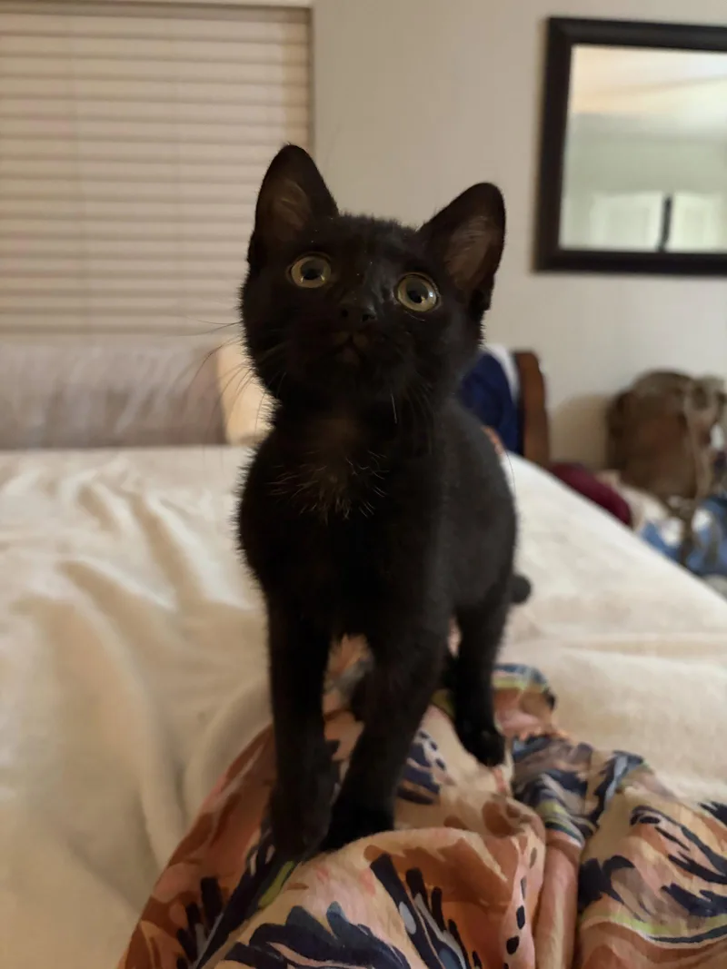 Pepper thumbnail 3