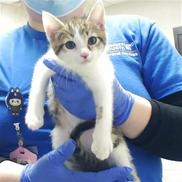 A baby small-sized male Domestic Short Hair cat named Waylon for adoption in Fayetteville, NC
