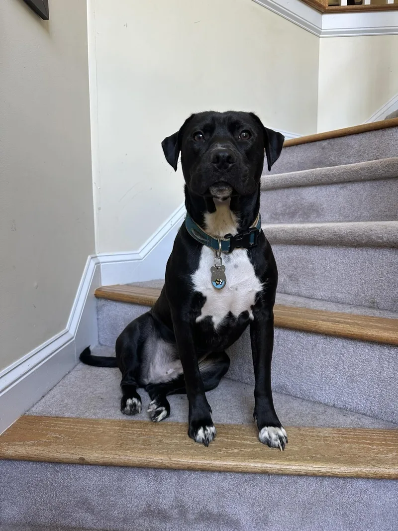 Sebastian Aka Sea Bass thumbnail 2