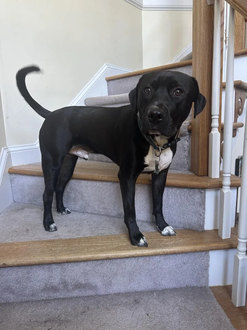 Sebastian Aka Sea Bass thumbnail 5