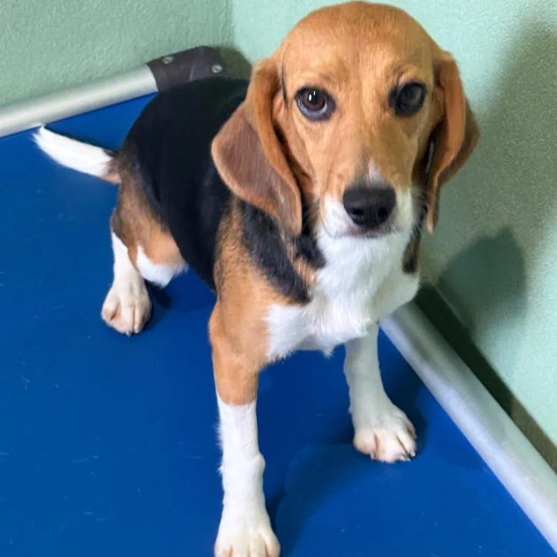 A young small-sized female Yellow / Tan / Blond / Fawn Beagle dog named Bitsy for adoption in LOXAHATCHEE, FL