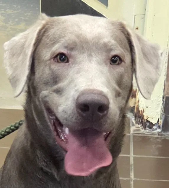 A baby medium-sized female Labrador Retriever dog named Aurora for adoption in Olean, NY