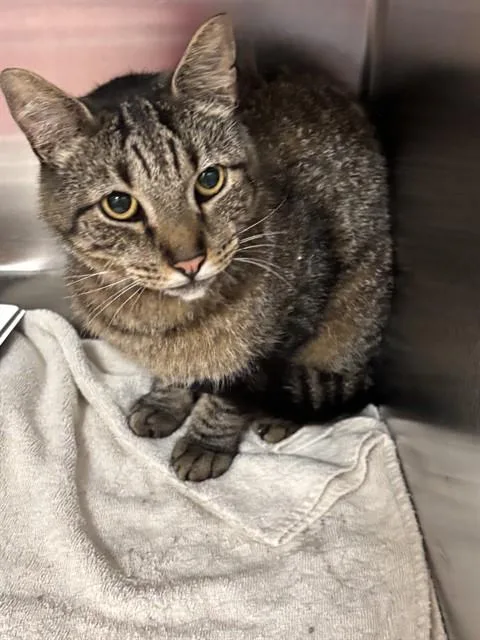 An adult large-sized male Domestic Short Hair cat named Monty for adoption in Upper Marlboro, MD