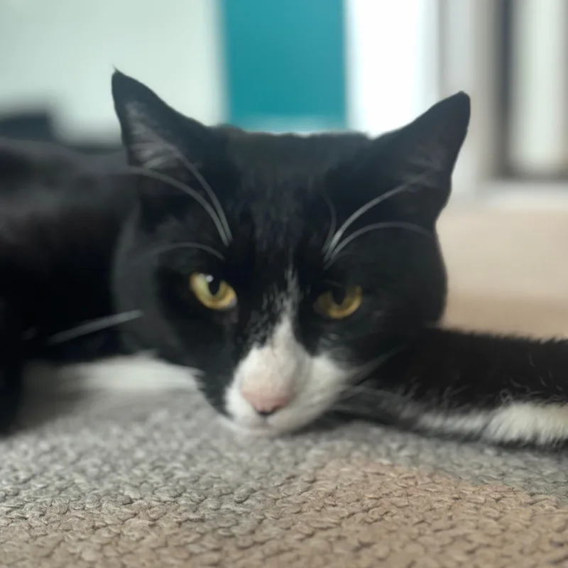 Bill Rugby thumbnail 2