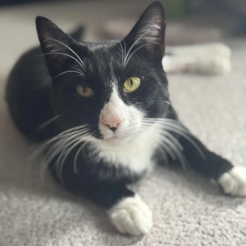 Bill Rugby thumbnail 3