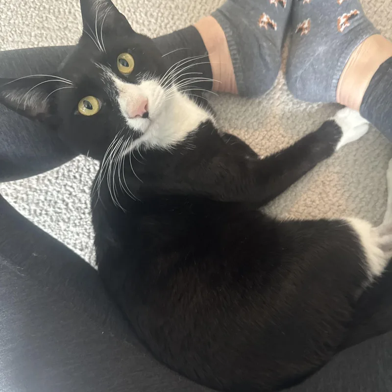 Bill Rugby thumbnail 4