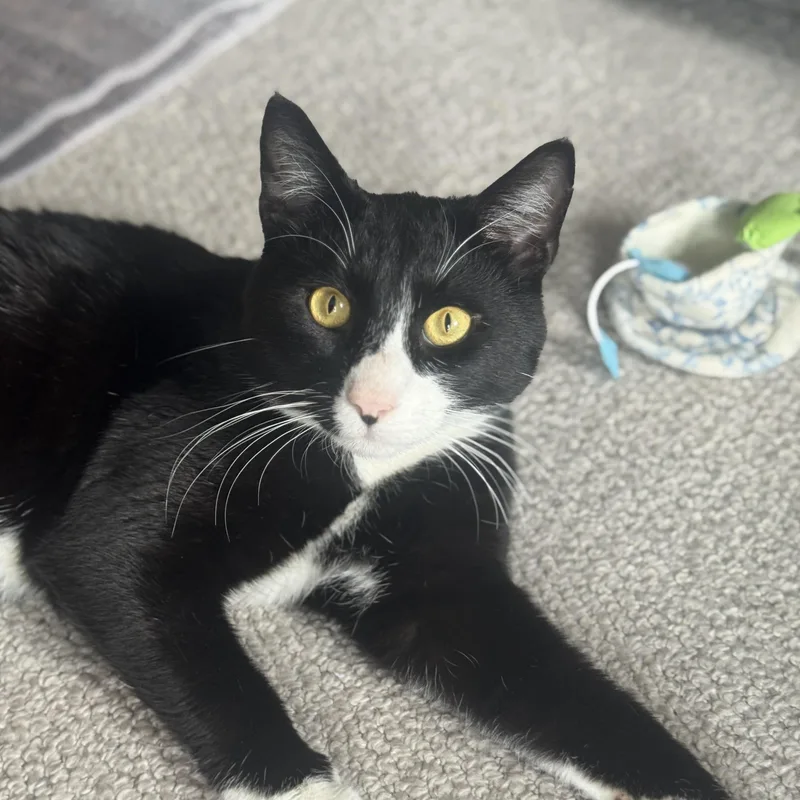 Bill Rugby thumbnail 5