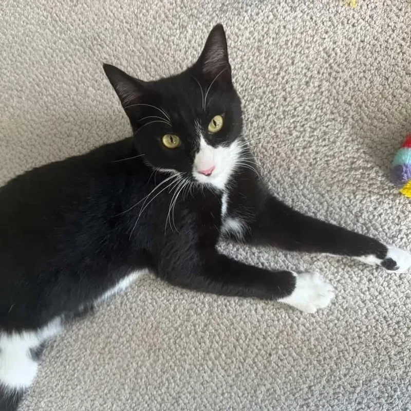 Bill Rugby thumbnail 6