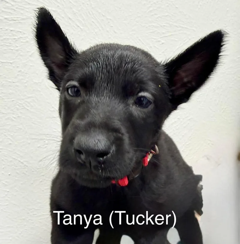 Texas Legends Litter Tanya