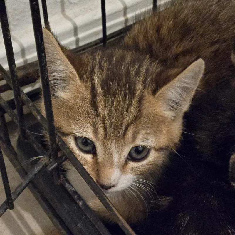A baby small-sized female Brown / Chocolate Domestic Short Hair cat named Clove for adoption in Kingman, AZ