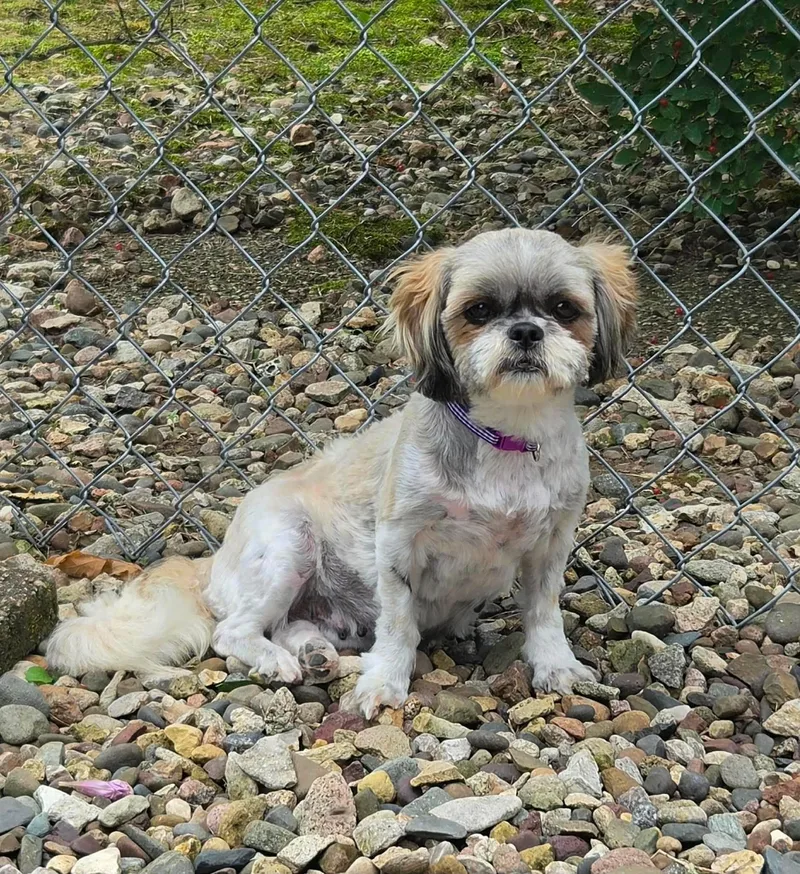 An adult small-sized female Shih Tzu dog named Evelyn for adoption in Decorah, IA