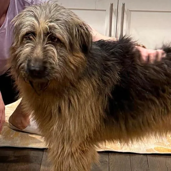 An adult medium-sized male Apricot / Beige Airedale Terrier dog named Chewbacca for adoption in Rogersville, MO