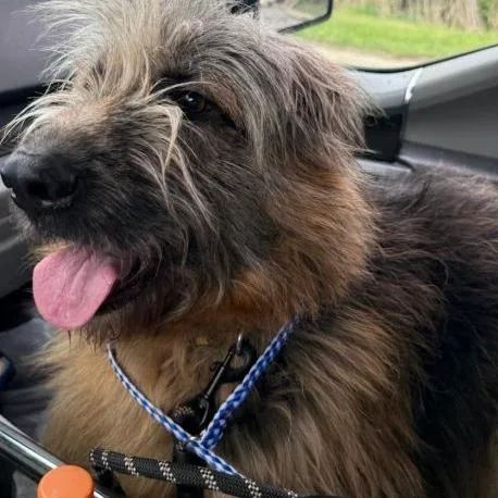 Chewbacca thumbnail 3
