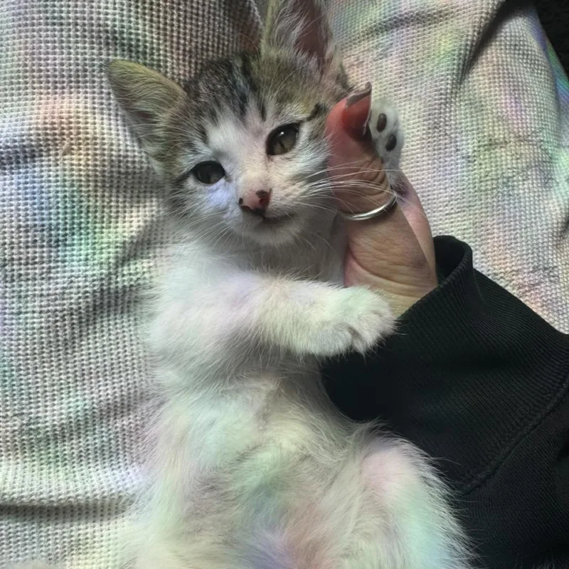 A baby small-sized male White Domestic Long Hair cat named Abu for adoption in Santa Fe, TX