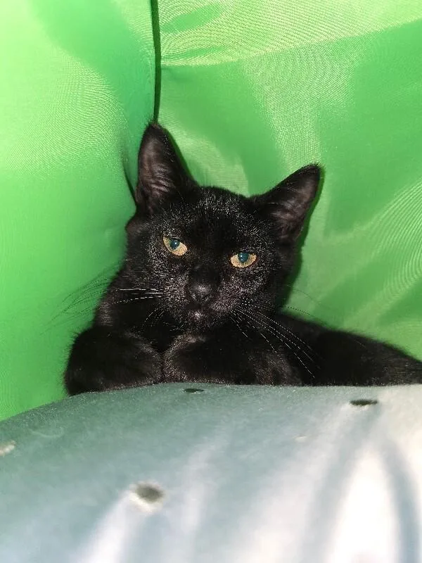 A young medium-sized female Domestic Short Hair cat named Dill for adoption in Cortland, NY