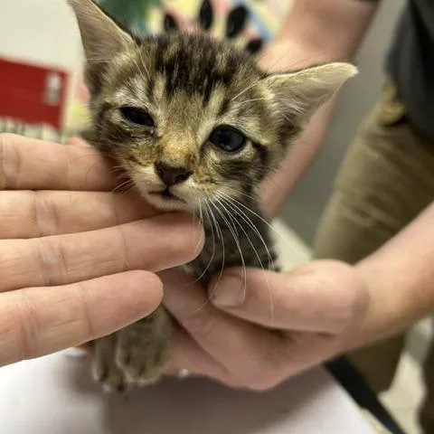 A baby small-sized male Brown / Chocolate Domestic Short Hair cat named Watson for adoption in Austin, TX