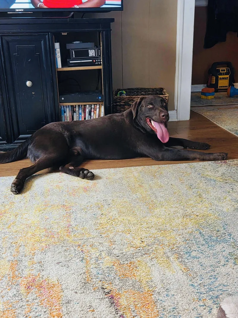 A young medium-sized male Labrador Retriever dog named Apollo for adoption in Greenville, SC