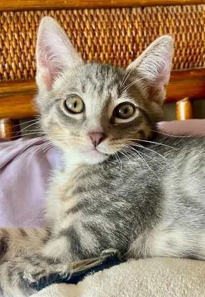 Sox