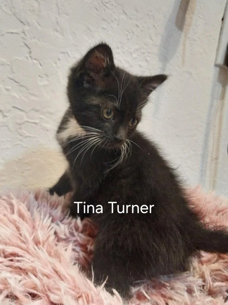 A baby small-sized female Black & White / Tuxedo Domestic Short Hair cat named Tina Turner for adoption in Saint George, UT