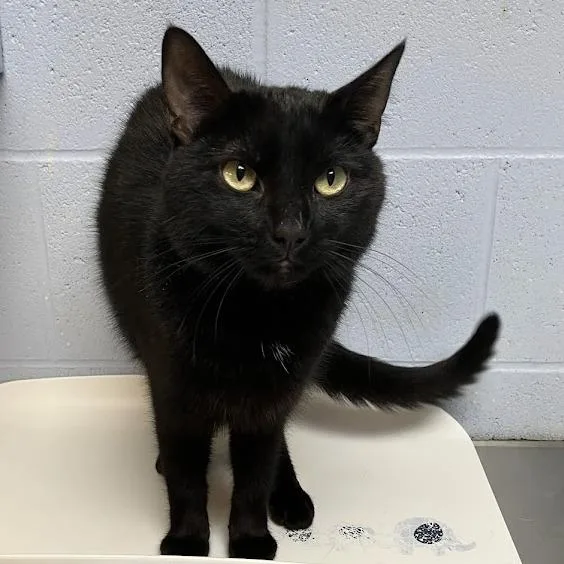 An adult medium-sized female Black Domestic Short Hair cat named Brownie for adoption in DeKalb, IL