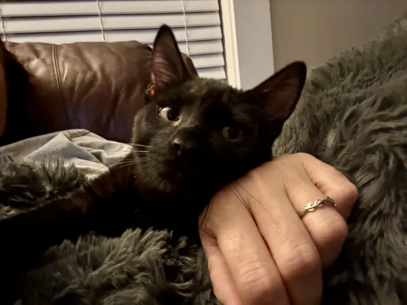 A baby large-sized male Black Domestic Medium Hair cat named G. Snitch for adoption in Charlotte, NC
