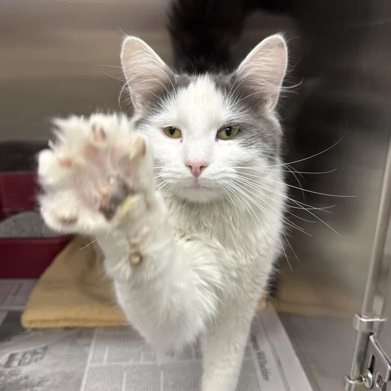 A young large-sized male Gray & White Domestic Long Hair cat named Chooch for adoption in Exeter, RI