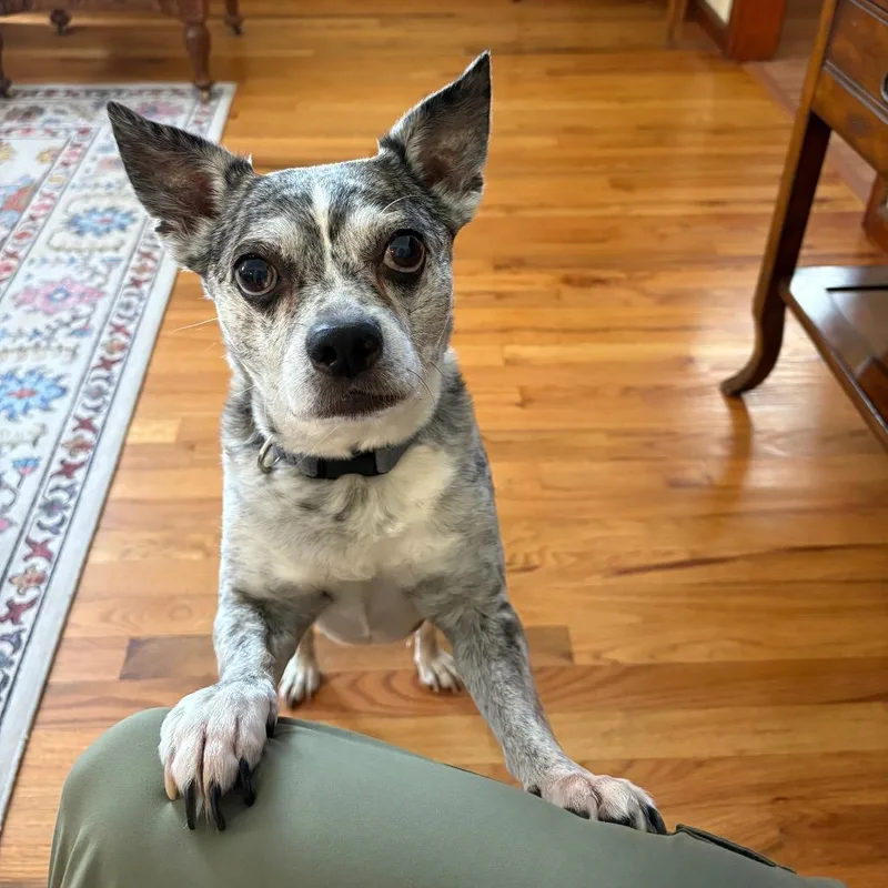 A senior small-sized male Black Chihuahua dog named Jackson for adoption in Saratoga Springs, NY