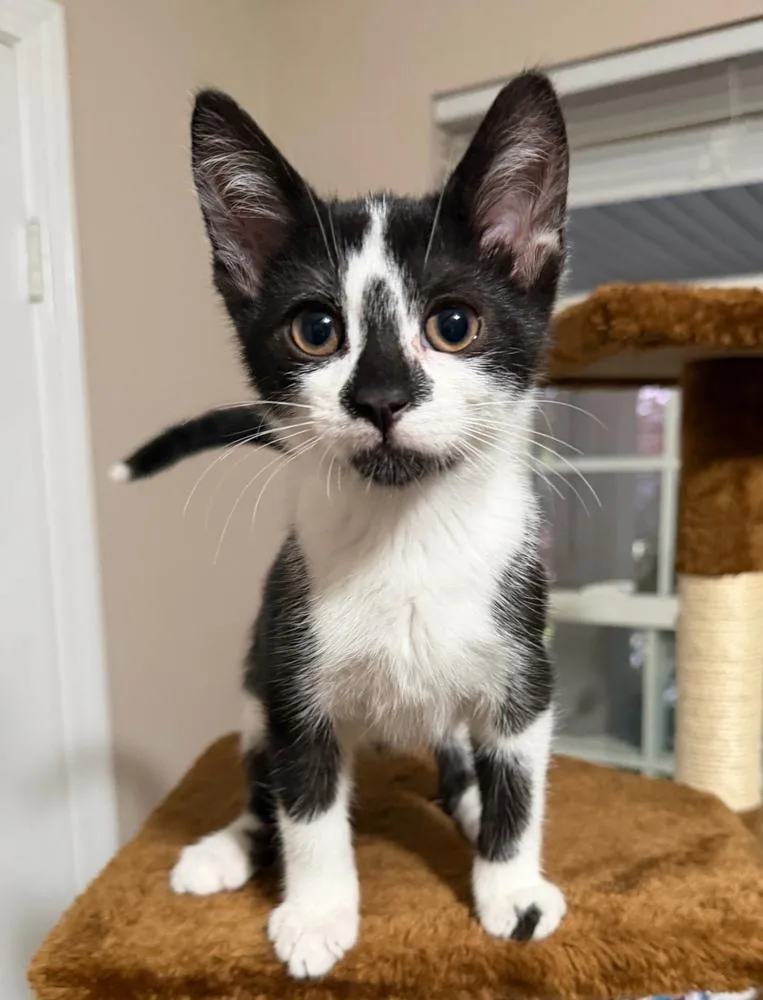 A baby small-sized male Domestic Short Hair cat named Jack Torrance for adoption in Ferndale, MI
