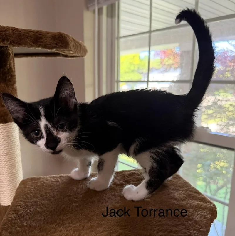 Jack Torrance thumbnail 3