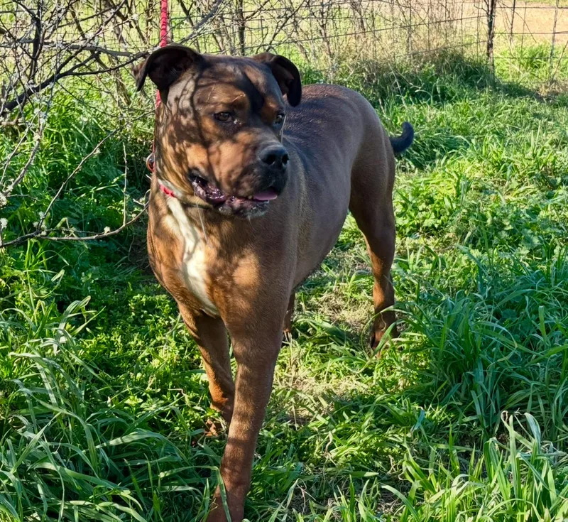 A young large-sized male Boxer dog named "groots" for adoption in Rockdale, TX