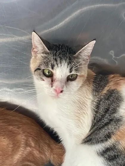 An adult large-sized female Domestic Short Hair cat named Norma Bates for adoption in El Paso, TX