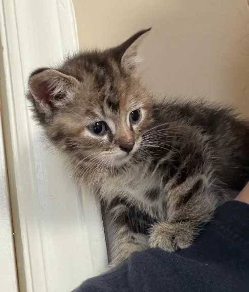 A baby small-sized female Domestic Short Hair cat named Honey for adoption in Charlotte, NC
