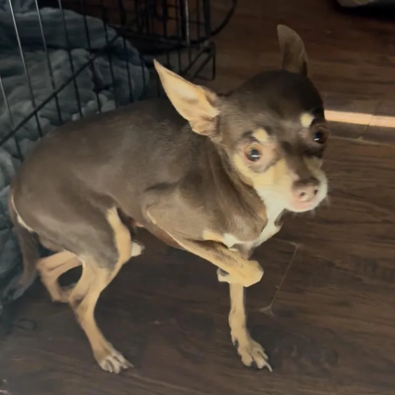 An adult small-sized male Brown / Chocolate Chihuahua dog named Hermes for adoption in Las Vegas, NV