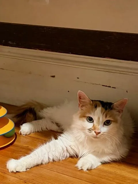 A young medium-sized female Orange & White Calico cat named Flora for adoption in Medford, MA