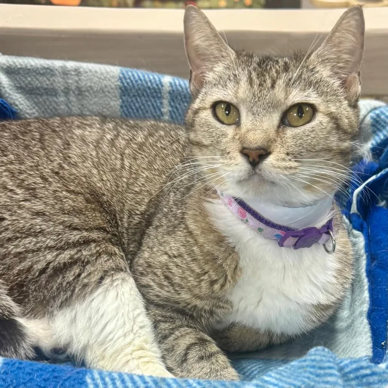 A young medium-sized female Brown / Chocolate Domestic Short Hair cat named Wiggles for adoption in Lakeland, FL