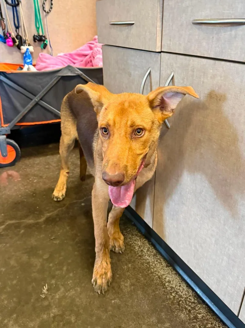 A young large-sized male Shepherd dog named Found stray: Mason for adoption in Rockwall, TX