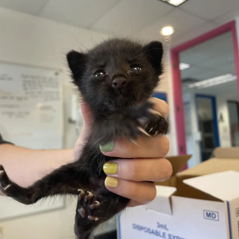 A baby small-sized male Black Domestic Short Hair cat named Lady Bug for adoption in Austin, TX