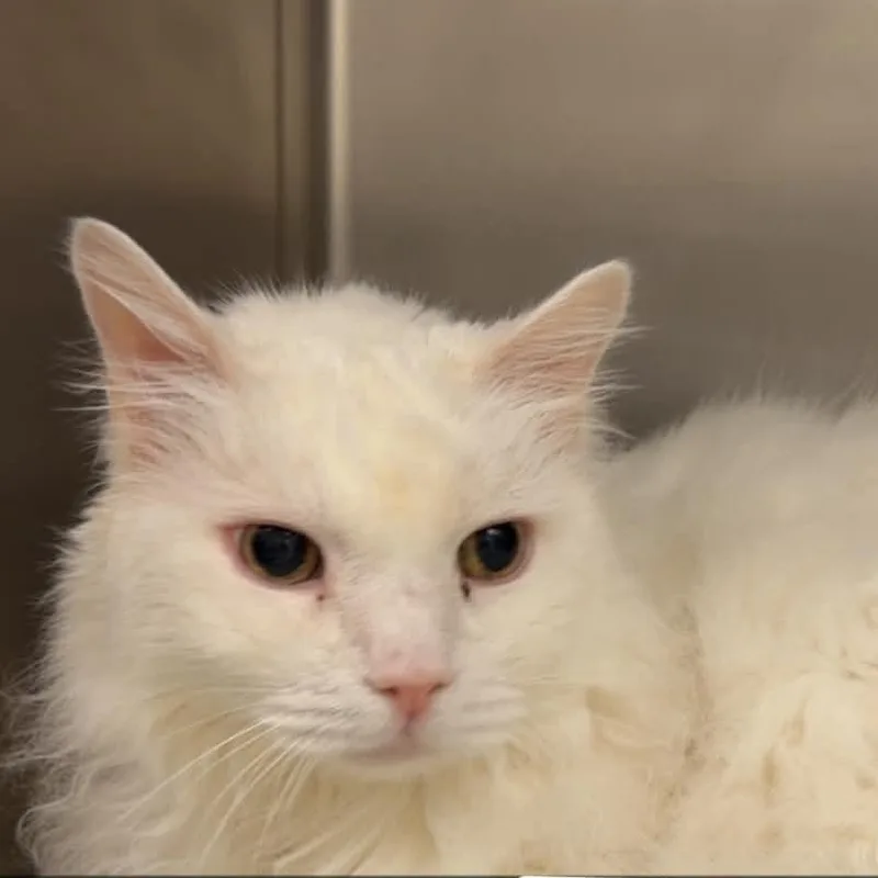 A senior extra large-sized male White Domestic Long Hair cat named Wade for adoption in Lynchburg, VA