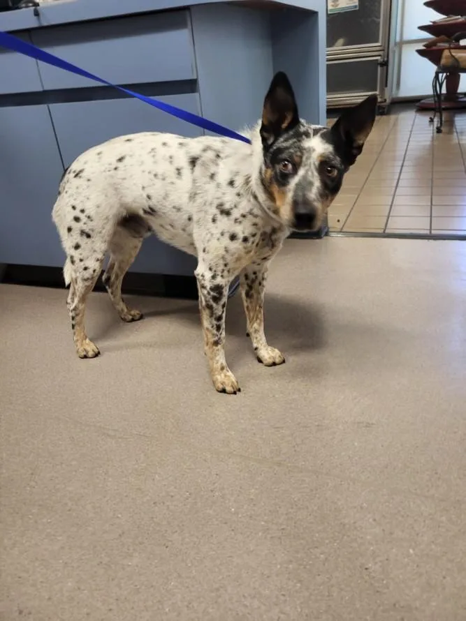 A young medium-sized male Australian Cattle Dog / Blue Heeler dog named Shy Toby for adoption in Burbank, CA