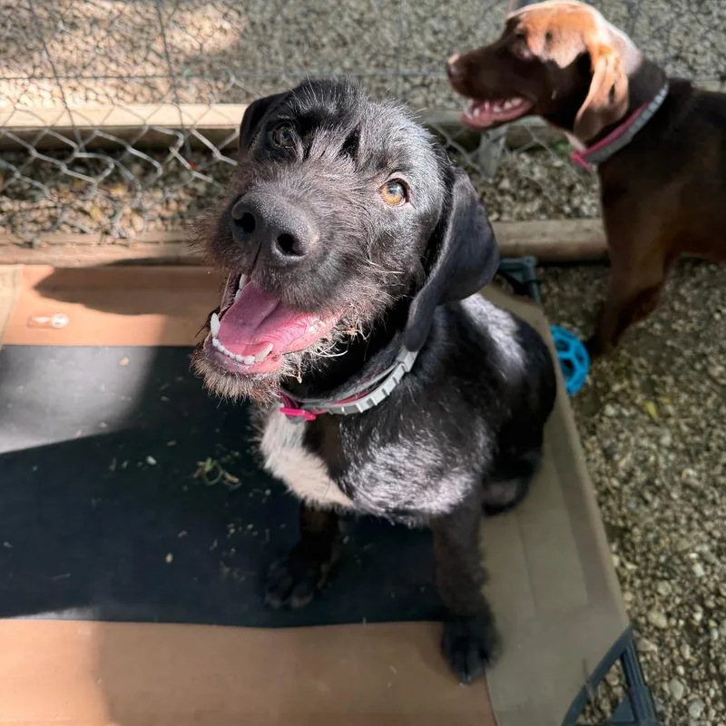 A young large-sized female Black German Wirehaired Pointer dog named Whiskey for adoption in Madison, WI