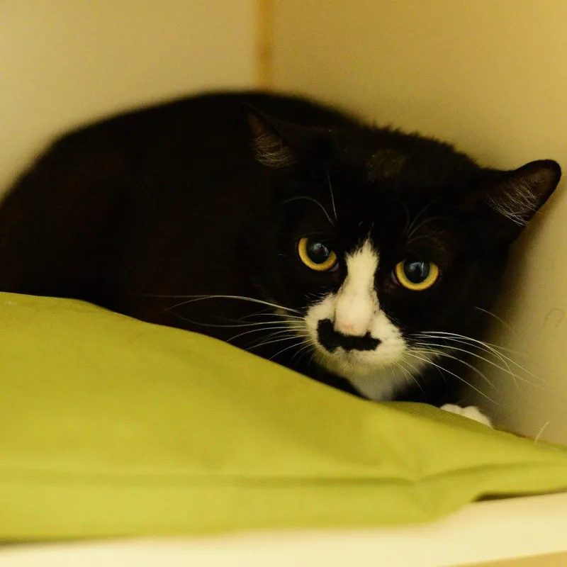 A young medium-sized female Black Domestic Short Hair cat named Boots for adoption in Idaho Falls, ID