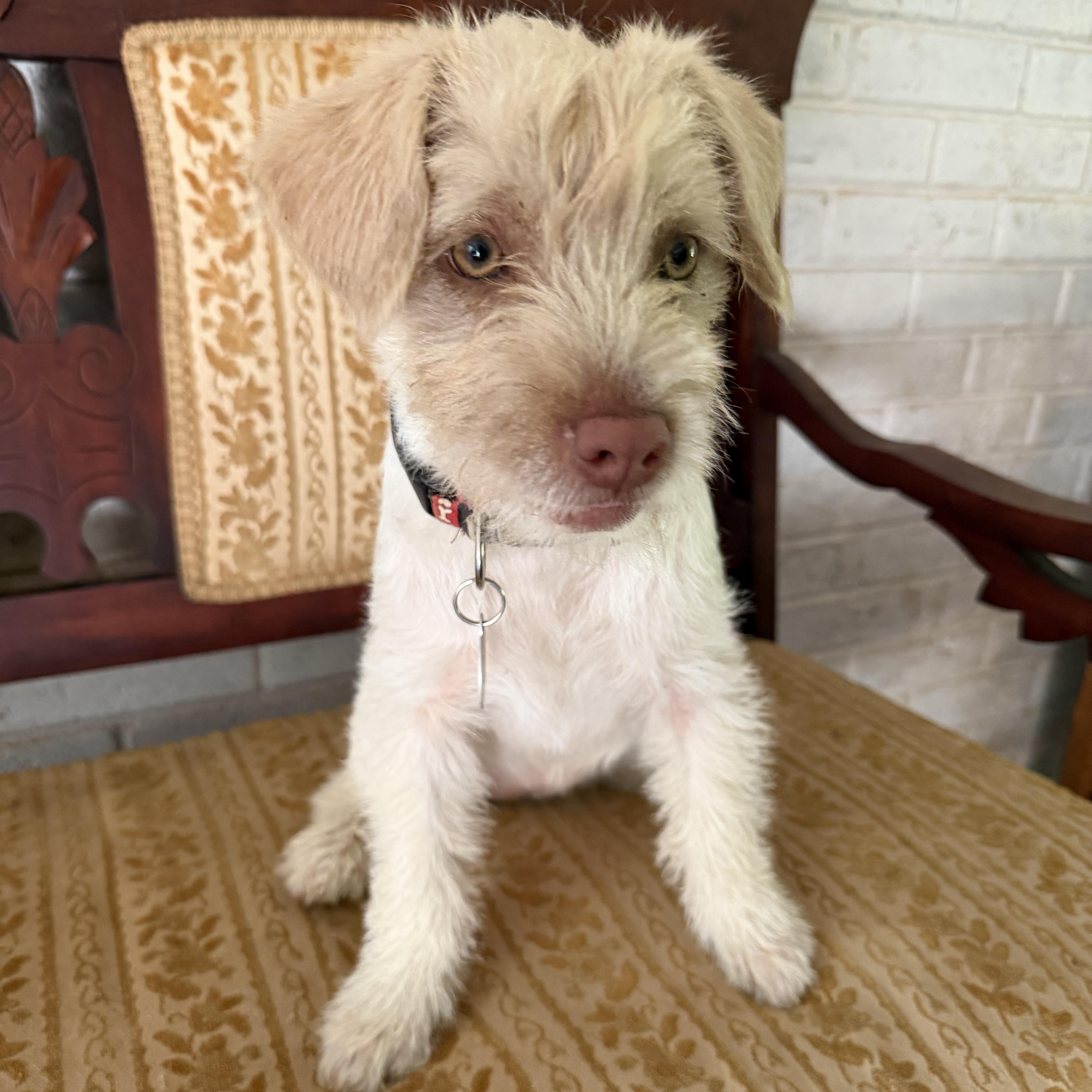 A baby small-sized female White / Cream Terrier dog named Winnie for adoption in Greensboro, NC