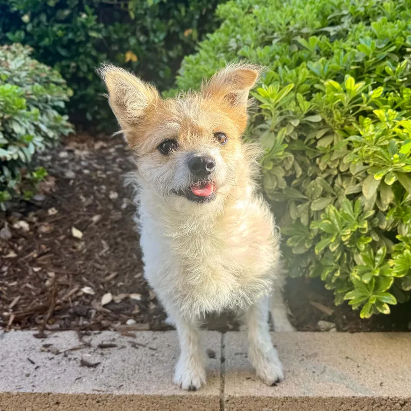 A young small-sized female Terrier dog named Hazel for adoption in Corona Del Mar, CA