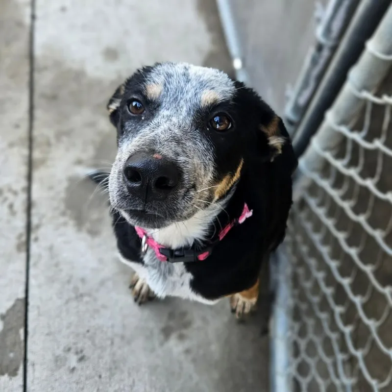 A baby small-sized female Cattle Dog dog named Bindi for adoption in Monticello, IA