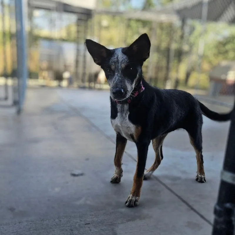 Bindi thumbnail 6