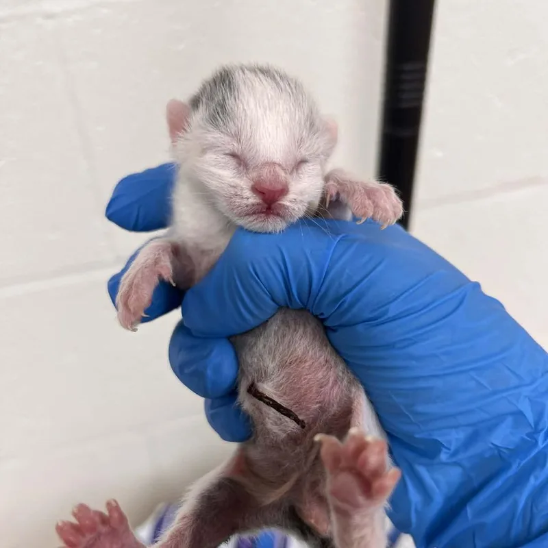 A baby small-sized male White Domestic Short Hair cat named Cream for adoption in Harrisonburg, VA