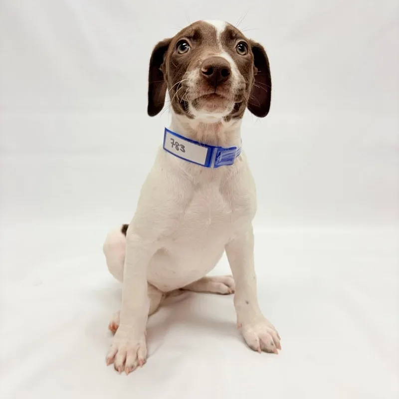 A baby small-sized female German Shorthaired Pointer dog named Jersey for adoption in Parker, CO